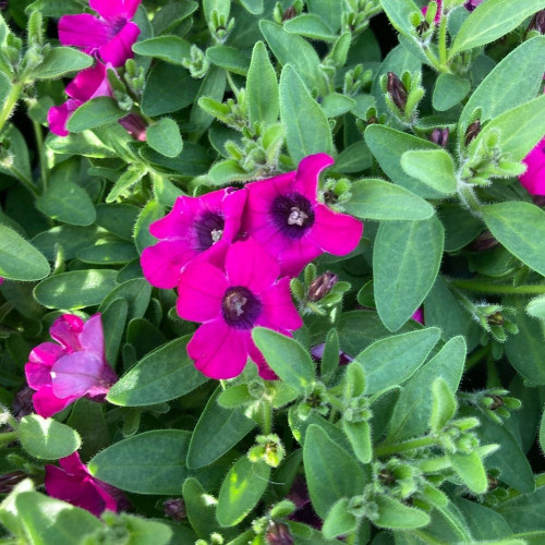 Pétunia Itsy Magenta en Pot de 11 cm