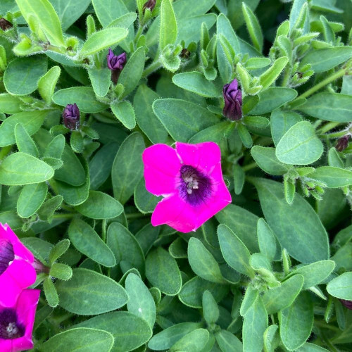 Pétunia Itsy Magenta en Pot de 11 cm