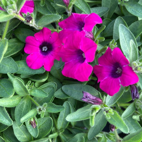 Pétunia Itsy Magenta en Pot de 11 cm