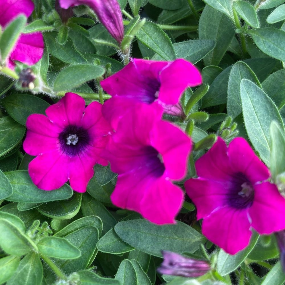 Pétunia Itsy Magenta en Pot de 11 cm