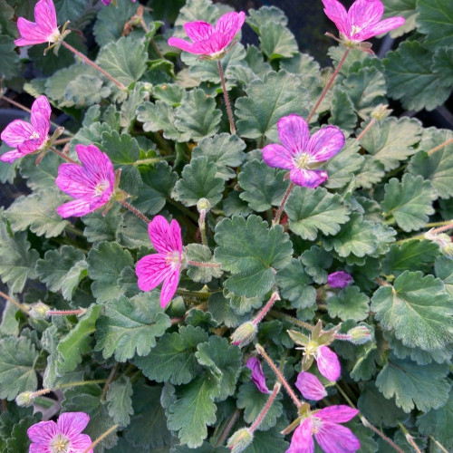 Erodium x Variabile 'Bishop's Form' en Pot de 11 cm