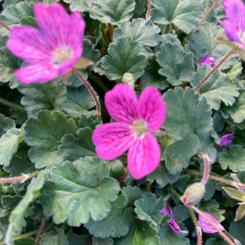 Erodium x Variabile 'Bishop's Form' en Pot de 11 cm