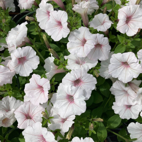 Supertunia Vista Silverberry® en Pot de 11 cm