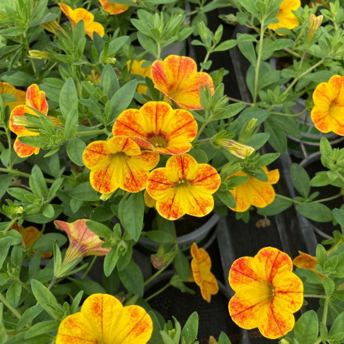 Calibrachoa parviflora Cabaret® Special Diva Orange en Pot de 11 cm