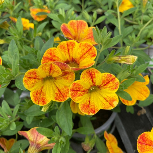 Calibrachoa parviflora Cabaret® Special Diva Orange en Pot de 11 cm