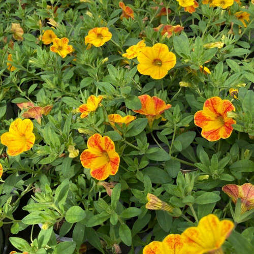 Calibrachoa parviflora Cabaret® Special Diva Orange en Pot de 11 cm