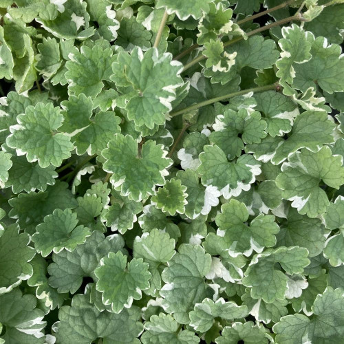 Glechoma Variegata en Pot de 11 cm