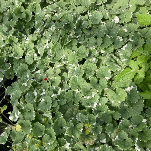 Glechoma Variegata en Pot de 11 cm