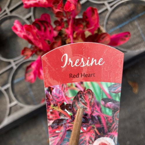 Iresine 'Red Heart' en Pot de 11 cm