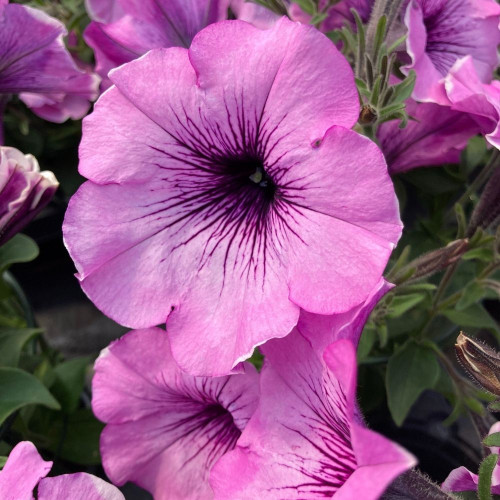 Pétunia Surfinia Famous 'Lavender Blush' en Pot de 11 cm