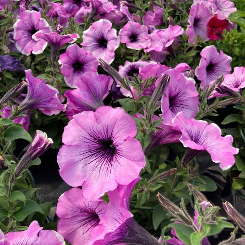 Pétunia Surfinia Famous 'Lavender Blush' en Pot de 11 cm