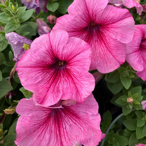 Pétunia Surfinia 'Rose Pâle' en Pot de 11 cm