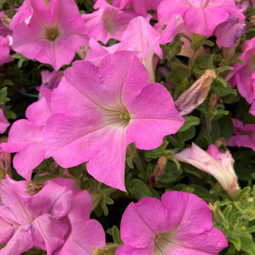 Pétunia Surfinia 'Rose Pâle' en Pot de 11 cm