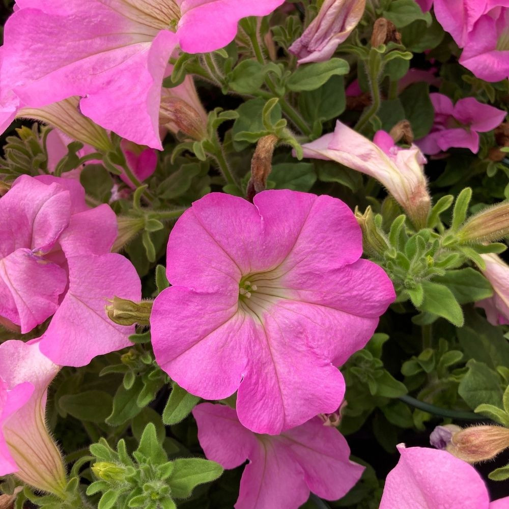 Pétunia Surfinia 'Rose Pâle' en Pot de 11 cm