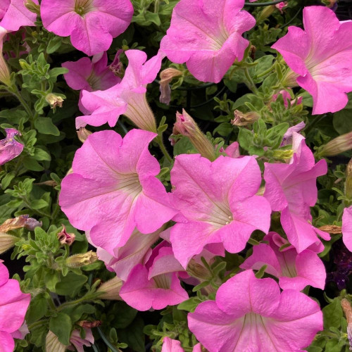 Pétunia Surfinia 'Rose Pâle' en Pot de 11 cm