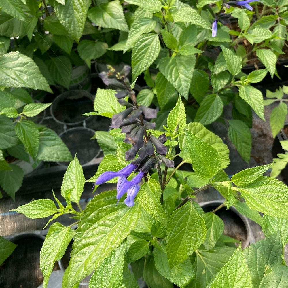 Salvia 'Rockin' Sky Blue' en Pot de 11 cm