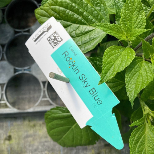 Salvia 'Rockin' Sky Blue' en Pot de 11 cm