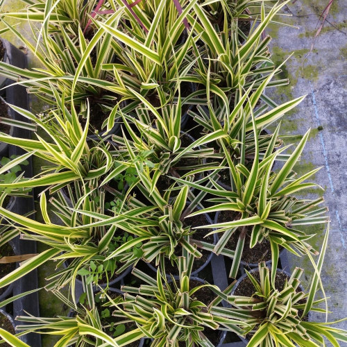 Carex foliosissima 'Goldband' en pot de 11 cm