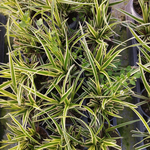 Carex foliosissima 'Goldband' en pot de 11 cm