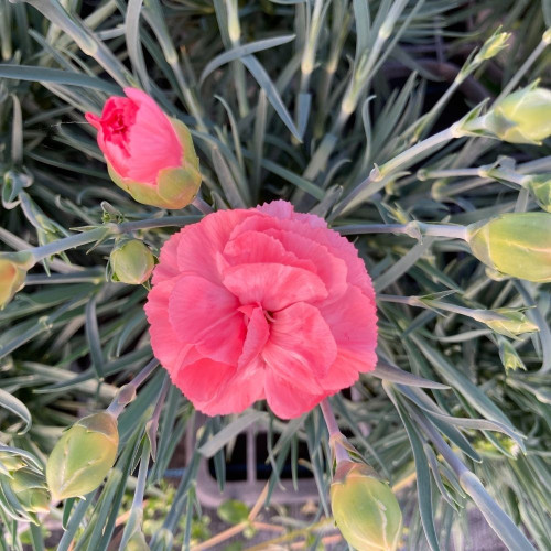 Oeillet Dianthus Perfume Pinks Roman en Pot de 11cm