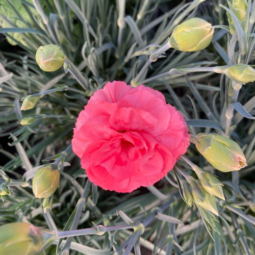 Oeillet Dianthus Perfume Pinks Roman en Pot de 11cm