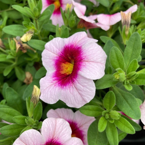 Calibrachoa Eyeconic Cherry Blossom en Pot de 11 cm