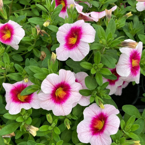 Calibrachoa Eyeconic Cherry Blossom en Pot de 11 cm