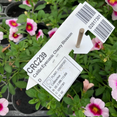 Calibrachoa Eyeconic Cherry Blossom en Pot de 11 cm