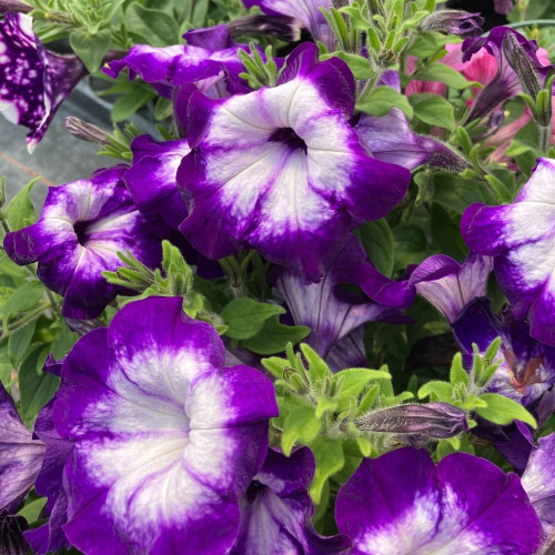 Pétunia Crazytunia® Purple Storm en pot de 11 cm