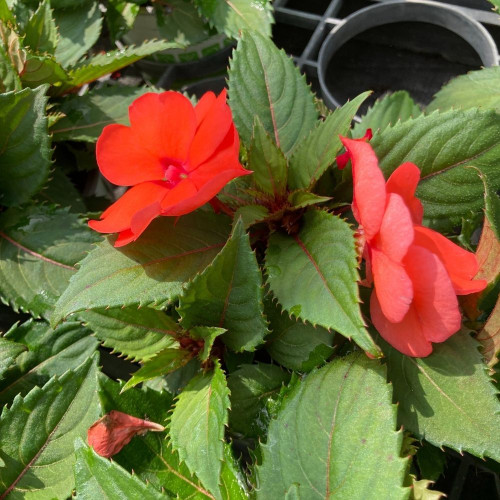 Impatiens SUNPATIENS® Compact Hot Coral en Pot de 11 cm