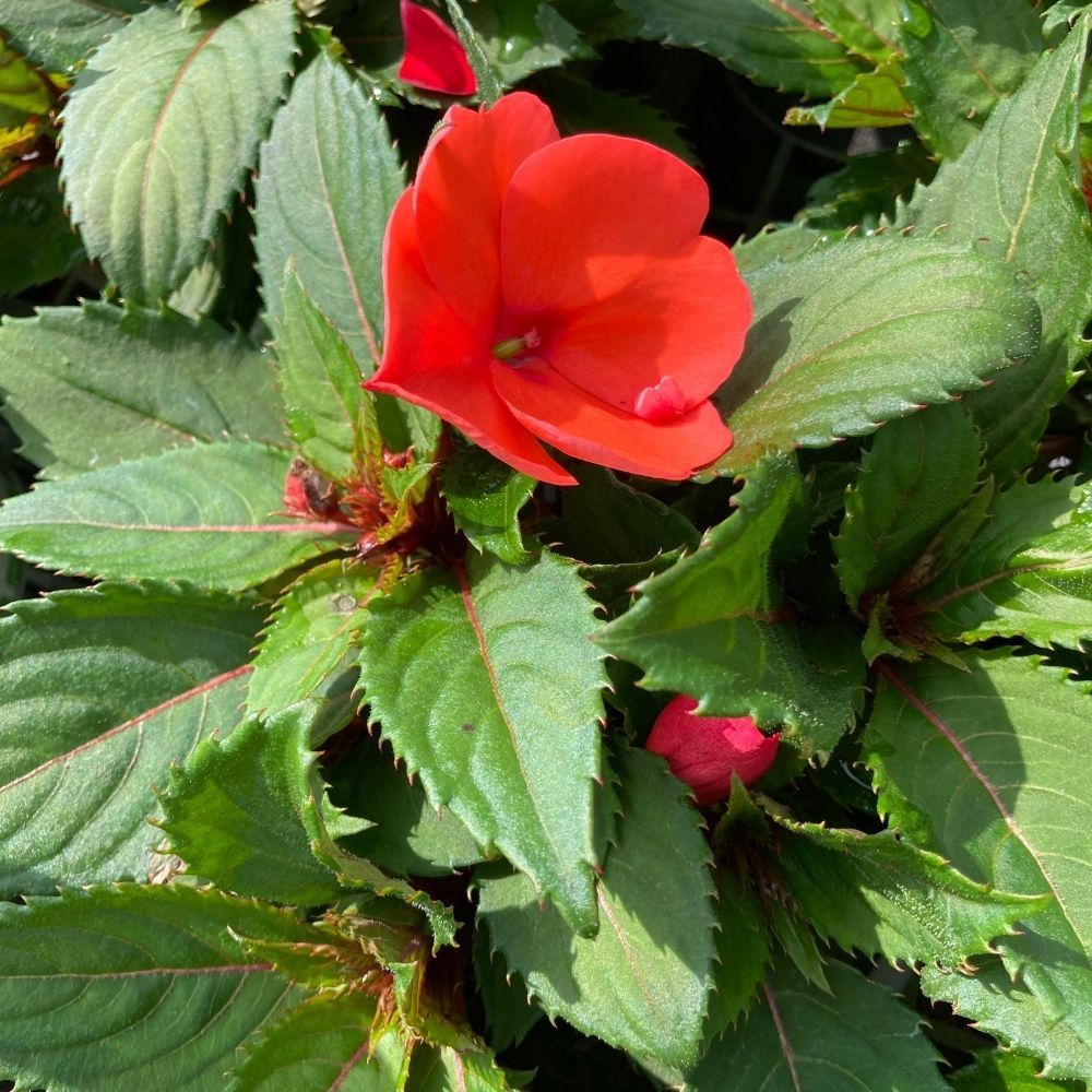 Impatiens SUNPATIENS® Compact Hot Coral en Pot de 11 cm