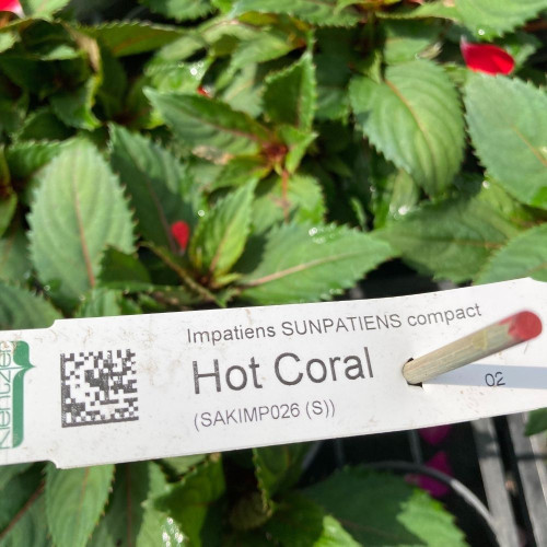 Impatiens SUNPATIENS® Compact Hot Coral en Pot de 11 cm