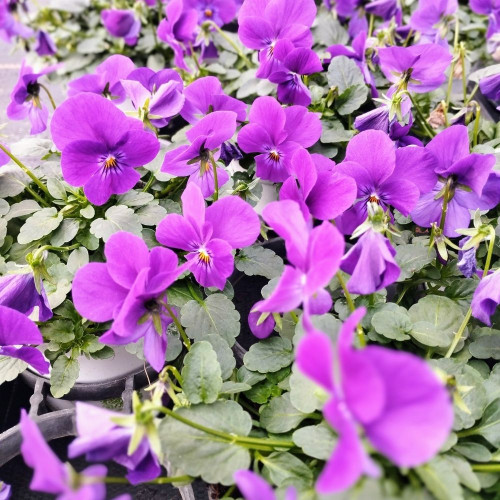 Viola Cornuta Callisto Mauve en Godet de 9 cm