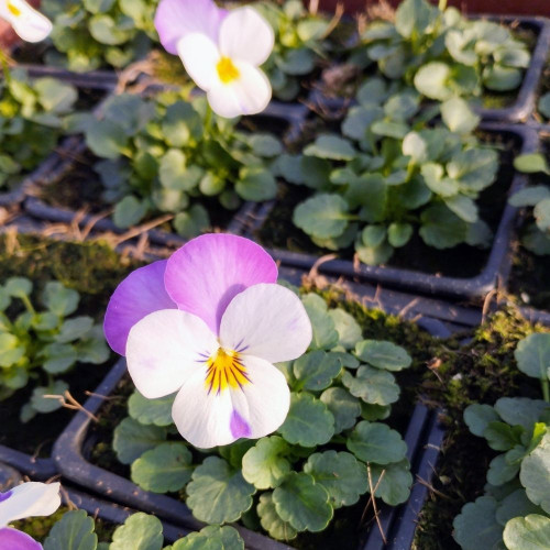 Viola Cornuta 'Rocky Pink Lavender' en Pot de 8 cm