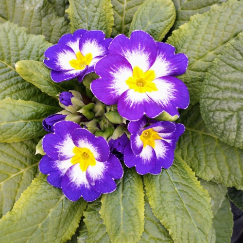 Primevère Acaulis Bicolore Mauve à Cœur Blanc et Jaune en Pot de 11 cm