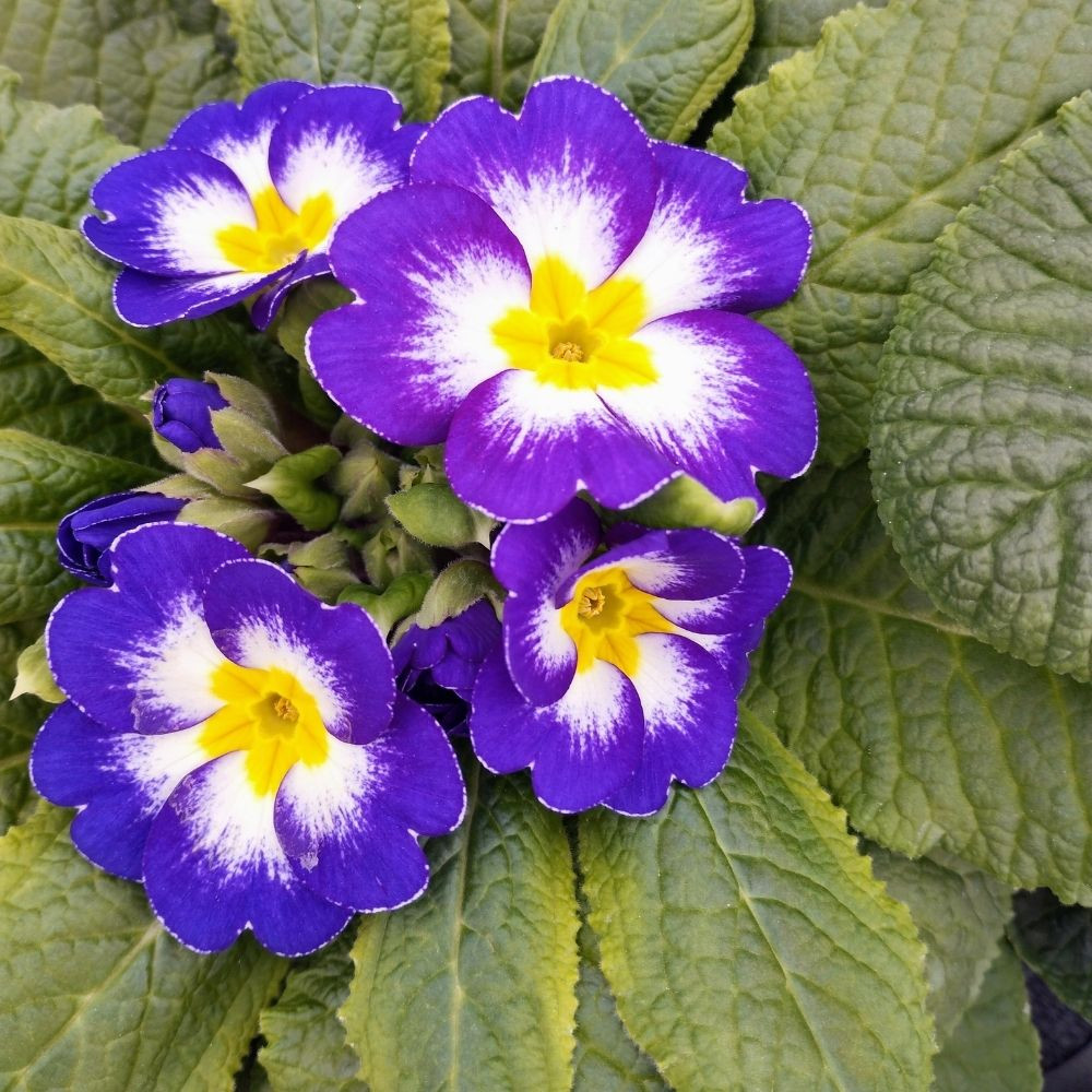 Primevère Acaulis Bicolore Mauve à Cœur Blanc et Jaune en Pot de 11 cm