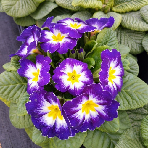 Primevère Acaulis Bicolore Mauve à Cœur Blanc et Jaune en Pot de 11 cm