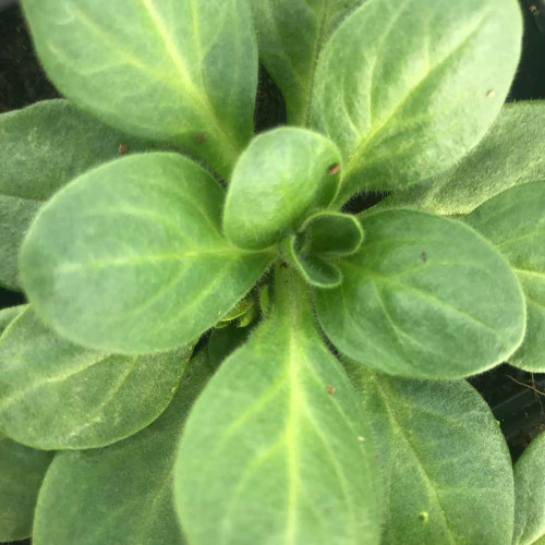 Pétunia Picotee Droit Rouge à Bord Blanc en Godet de 8 cm