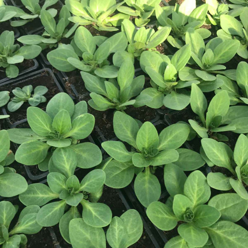 Pétunia Picotee Droit Rouge à Bord Blanc en Godet de 8 cm