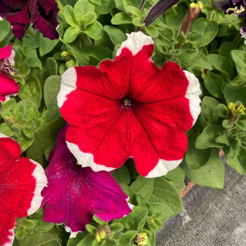 Pétunia Picotee Droit Rouge à Bord Blanc en Godet de 8 cm