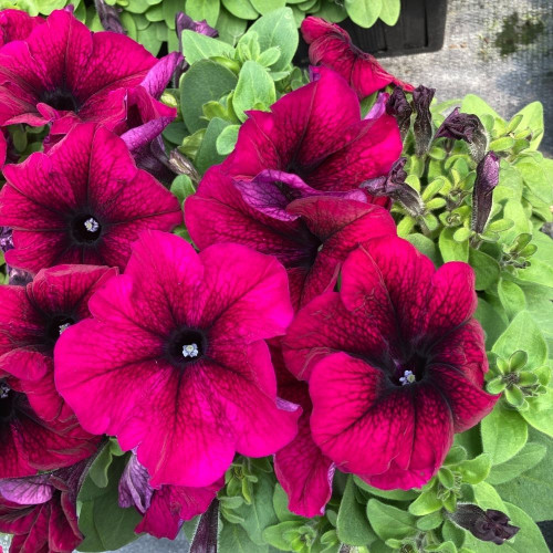 Petunia Droit Granada Pacta Parade Burgundy