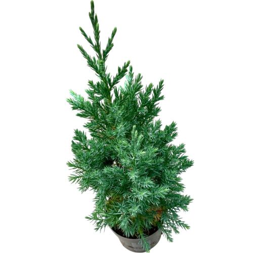 Juniperus Chinensis Stricta en pot de 13cm