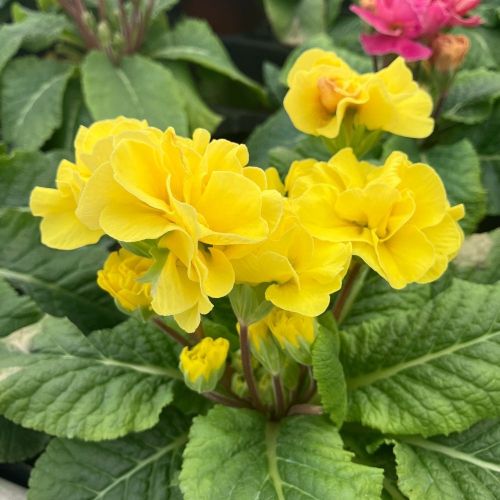 Primula Rubens (Double) Jaune