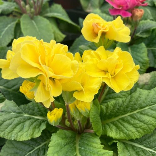 Primula Rubens (Double) Jaune