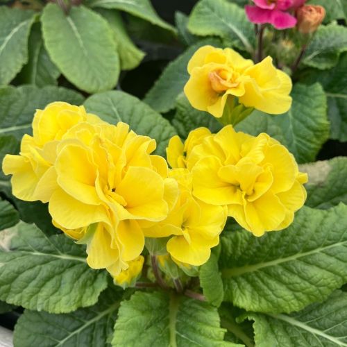 Primula Rubens (Double) Jaune