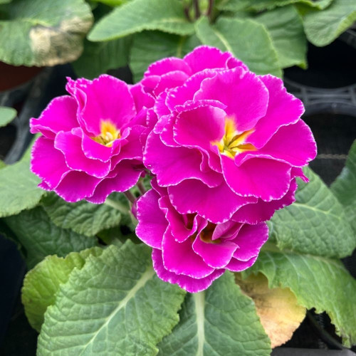 Primula Rubens Double Mauve en pot de 11cm