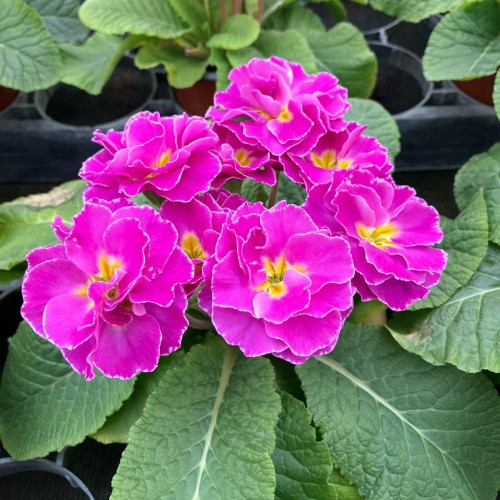 Primula Rubens Double Mauve en pot de 11cm