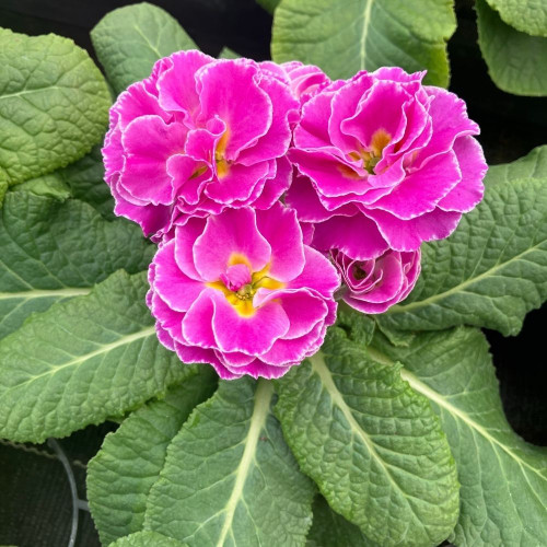 Primula Rubens Double Mauve en pot de 11cm