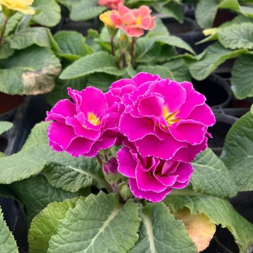 Primula Rubens Double Mauve en pot de 11cm