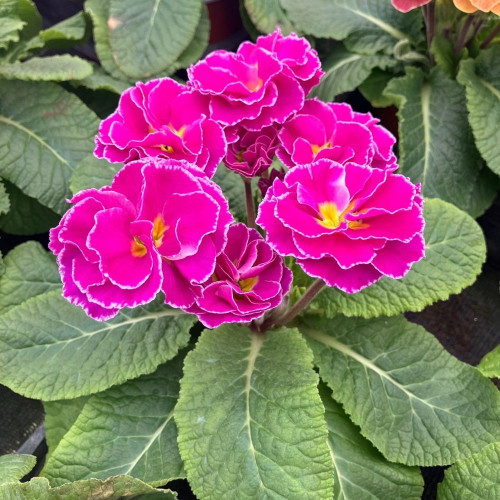 Primula Rubens Double Mauve en pot de 11cm